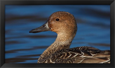 Framed Northern Pintail Hen, George C Reifel Migratory Bird Sanctuary, Westham Island, British Columbia, Canada Print