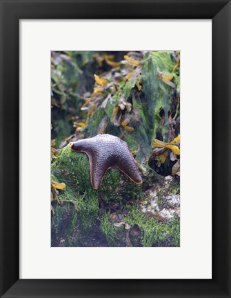 Framed Bat Star, Pacific Rim NP Preserve, British Columbia Print