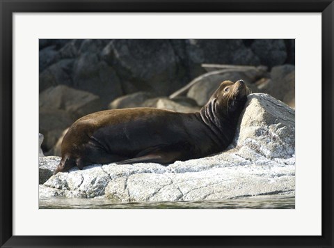 Framed Sea Lions, Batley Island, Pacific Rim, British Columbia Print