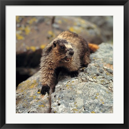 Framed British Columbia, Yoho NP, Hoary marmot Print