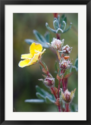 Framed Ice crystals on flowers, Jasper National Park, Canada Print