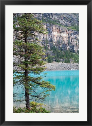 Framed Pine tree, Moraine Lake, Banff National Park, Canada Print