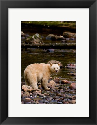 Framed British Columbia, Princess Royal Island, Spirit Bear Print