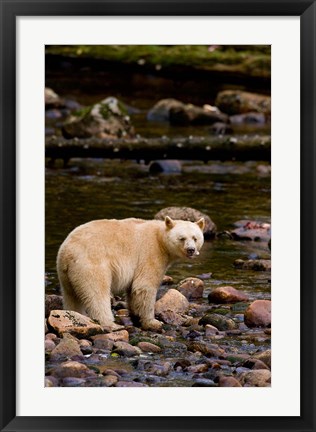 Framed British Columbia, Princess Royal Island, Spirit Bear Print