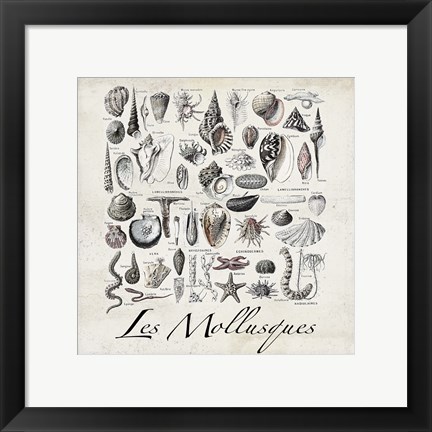 Framed Vintage Shells Print