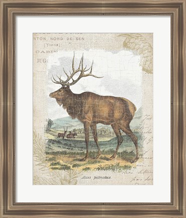 Framed Woodland Stag II Print