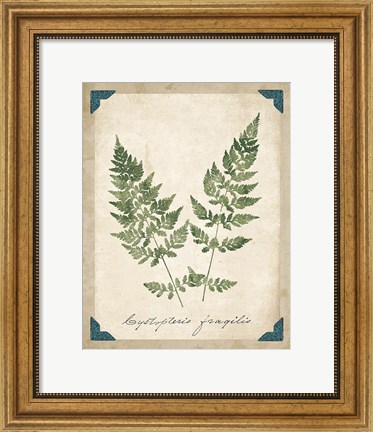 Framed Vintage Ferns VII Print