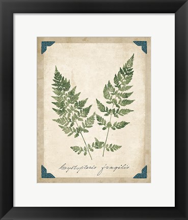 Framed Vintage Ferns VII Print