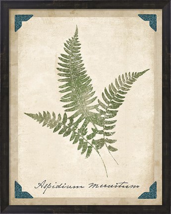 Framed Vintage Ferns X Print