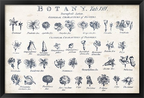 Framed Botany Tab VIII Indigo and White Print