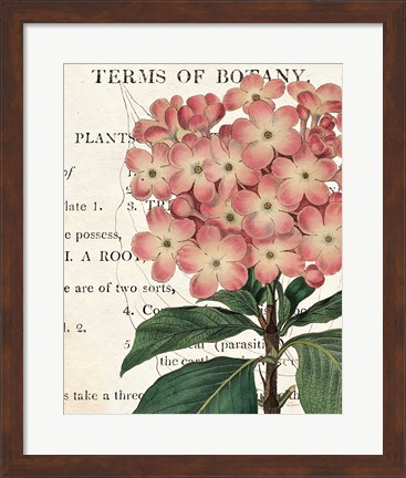 Framed Bicolor Phlox Botany Print