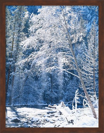 Framed Snow covered trees along Merced River, Yosemite Valley, Yosemite National Park, California Print