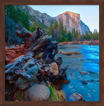 Framed Tree roots in Merced River in the Yosemite Valley Print