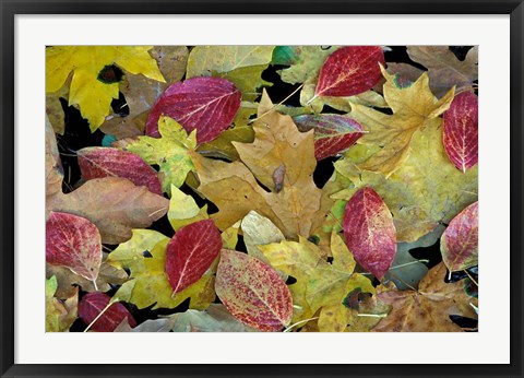 Framed Leaf Pattern, Merced River, Yosemite National Park, California Print