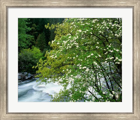 Framed Flowering dogwood tree along the Merced River, Yosemite National Park, California Print