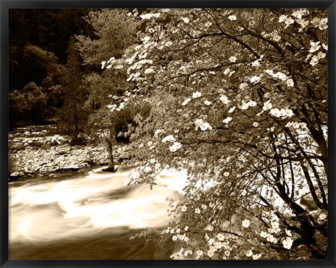 Framed Pacific Dogwood tree over the Merced River, Yosemite National Park, California Print