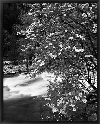 Framed Pacific Dogwood tree, Merced River, Yosemite National Park, California Print