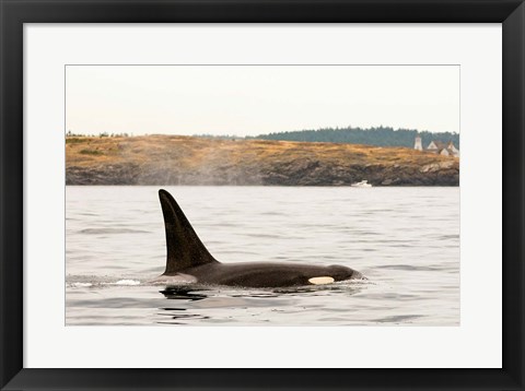 Framed Canada, BC, Sydney Killer whale swimming in the strait of Georgia Print