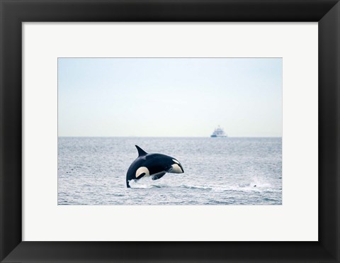 Framed Canada, BC, Sydney, Strait of Georgia Killer whale breaching Print