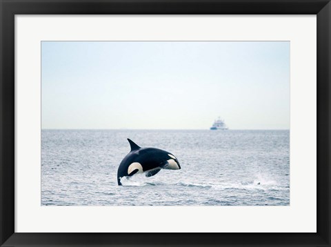 Framed Canada, BC, Sydney, Strait of Georgia Killer whale breaching Print