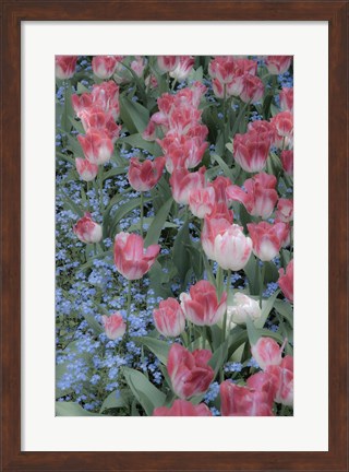 Framed Spring Tulips of Red and White Color, Victoria, British Columbia, Canada Print