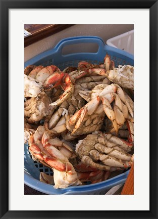 Framed Dungeness Cooked Crab, Queen Charlotte Islands, Canada Print