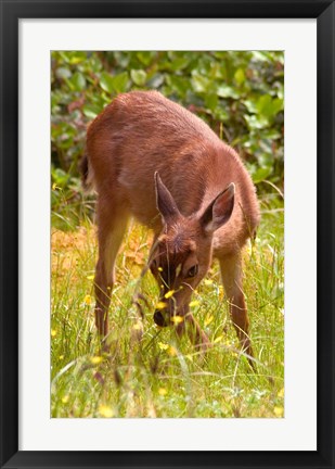 Framed Sitka Black Tail Deer, Fawn Eating Grass, Queen Charlotte Islands, Canada Print