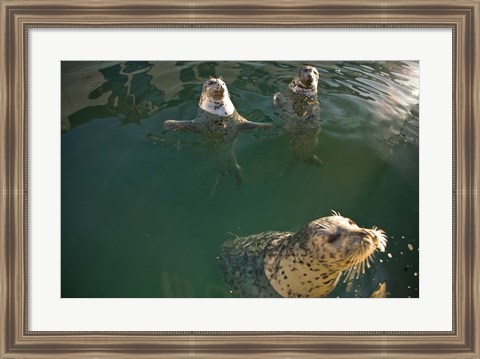 Framed British Columbia, Victoria, Harbor Seals, Oak Bay Print