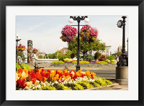 Framed Hanging Flower Baskets, Victoria, BC Print