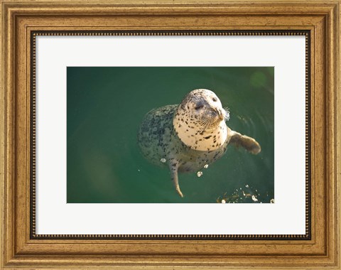 Framed Harbor Seals, Oak Bay, Victoria, British Columbia Print