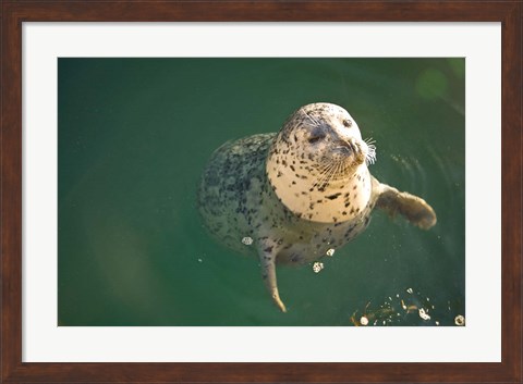 Framed Harbor Seals, Oak Bay, Victoria, British Columbia Print