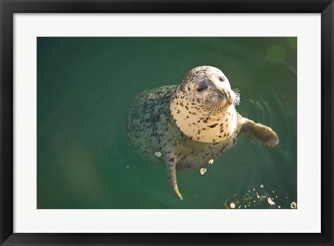 Framed Harbor Seals, Oak Bay, Victoria, British Columbia Print