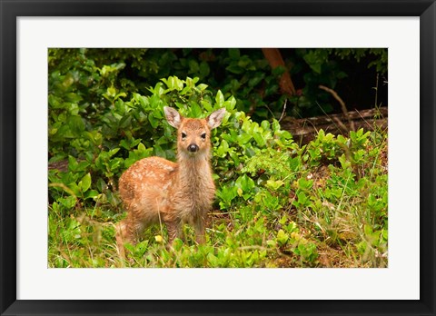 Framed Fawn, Sitka Black Tailed Deer, Queen Charlotte Islands, Canada Print