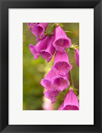 Framed Fox Glove Blooms, Queen Charlotte Islands, Canada Print