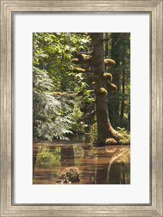 Framed Rainforest and Swamp, Queen Charlotte Islands, Canada Print