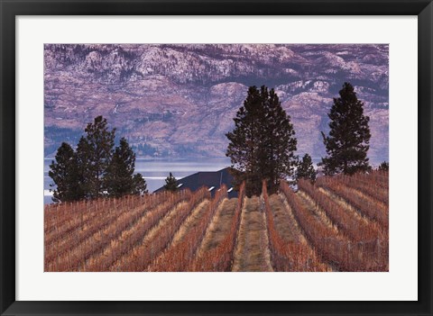 Framed Vineyard and lake, West Kelowna, Okanagan Valley, British Columbia, Canada Print