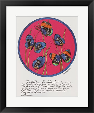 Framed Callithea Saphhira Print