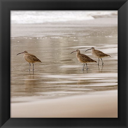 Framed Shore Birds I Print