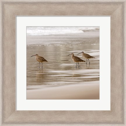 Framed Shore Birds I Print