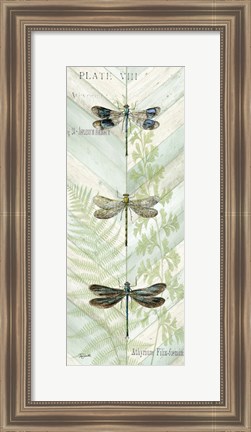 Framed Dragonfly Botanical Panels II Print