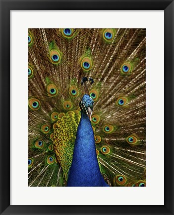 Framed Peacock Print