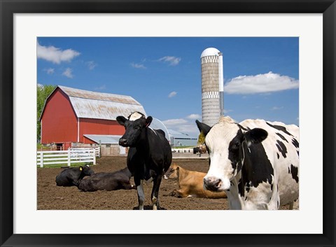 Framed Cows, red barn, silo, farm, Wisconsin Print