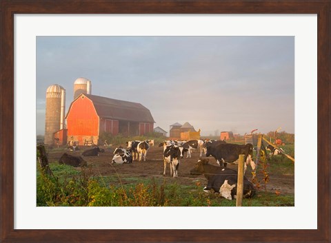 Framed Holstein dairy cows outside a barn, Boyd, Wisconsin Print