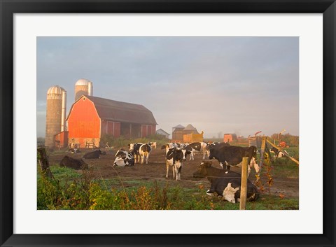 Framed Holstein dairy cows outside a barn, Boyd, Wisconsin Print