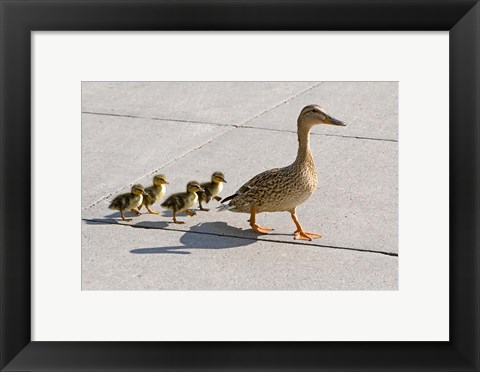 Framed Mallard hen and ducklings in Madison, Wisconsin Print