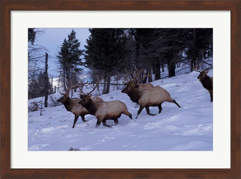 Framed Elk or Wapiti, Yellowstone National Park, Wyoming Print