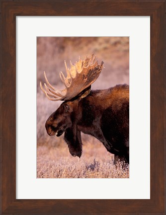 Framed Bull Moose, Grand Teton National Park, Wyoming Print