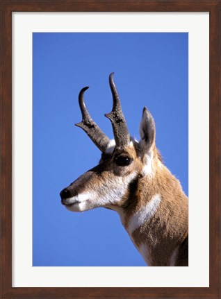 Framed Wyoming, Yellowstone NP, Male Pronghorn Wildlife Print