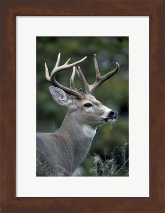 Framed White-tailed Deer, Buck, Washington Print