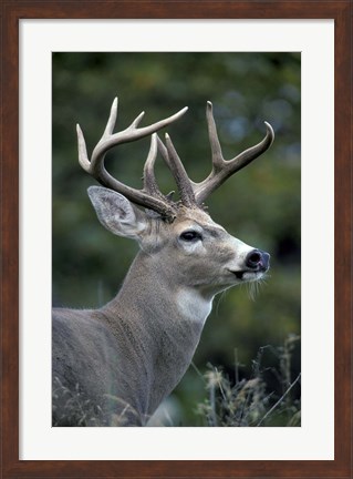 Framed White-tailed Deer, Buck, Washington Print